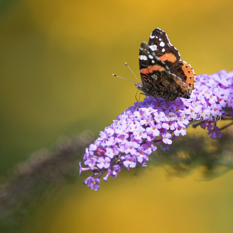 凡妮莎·亚特兰大(Vanessa Atalanta)，红海军上将(Red admiral)为水神鱼(budleia sommerflider)传粉。